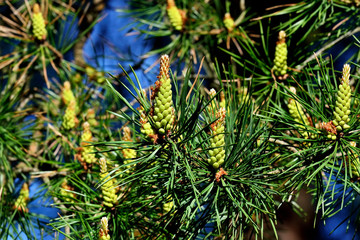 Pinus mugo closeup