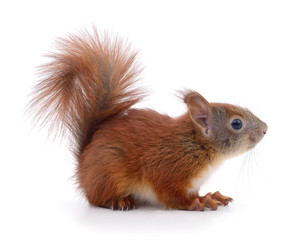 Eurasian red squirrel.