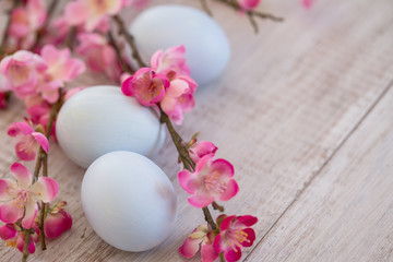 Fototapeta na wymiar Cherry Blossom branches with three pastel blue colored Easter eggs
