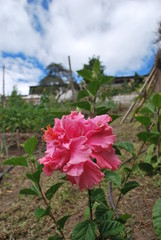 Flor rosada de huerto con fondo difuminado