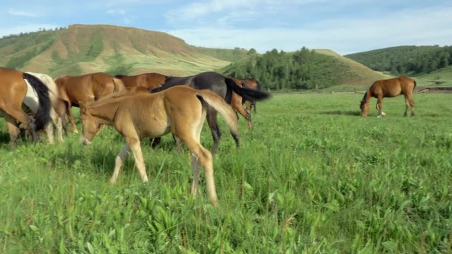 Domestic horses graze in a meadow.