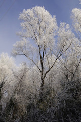 Fototapeta na wymiar Galaverna e albero ghiacciato
