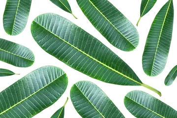 Keuken spatwand met foto A repeating pattern of green plumeria leaves isolated on white background © rawintanpin