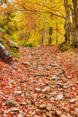 Pathway through the autumn forest