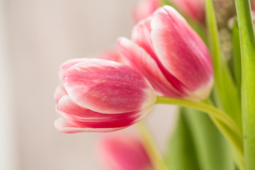 Two Pink Tulips Embracing In a Hug