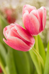 Two Pink Tulips Entwined In Embrace