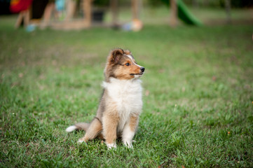 Shetland Sheepdog Puppy