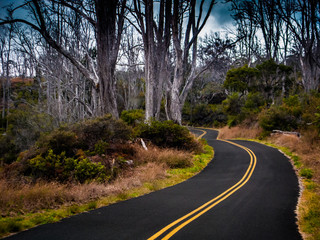 Stands of dead Koa along Mauna Loa Road