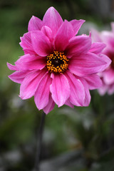 beautiful pink flower