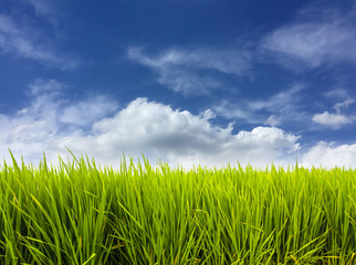 Green rice paddy field plantation in Asia against a blue sky with white clouds. Concept for Asia,...