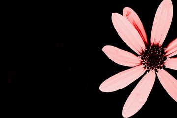 Beautiful half of pink flower with water drops on black background