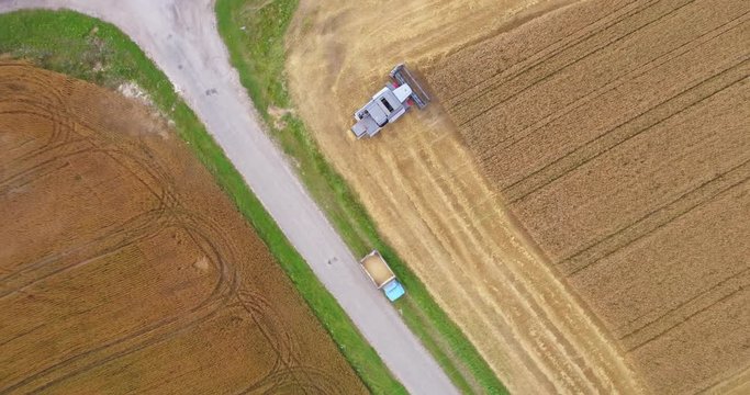 Aerial view Combine Harvester gathers the wheat at sunset. Harvesting grain field, crop season. Beautiful natural aerial landscape. Food industry.