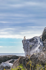 Pelican at Rock, Galapagos, Ecuador