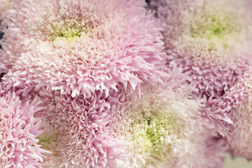 Pink and white chrysanthemum bunch.