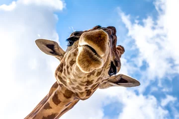 Fotobehang Giraf Close-up van een girafkop tijdens een safarireis Zuid-Afrika