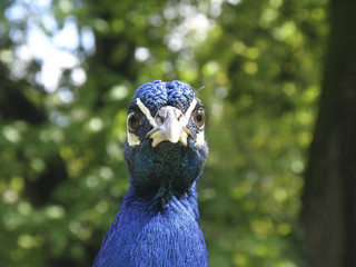Peacock head with angry look.