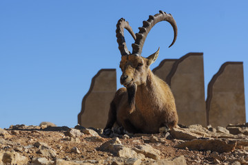 Alone capra with big horns lies on the sand