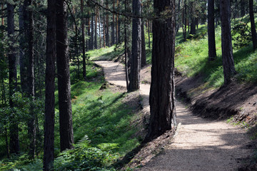 Beautiful path for walking and jogging in the forest