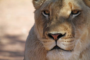 Lioness in the shade