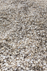 shells