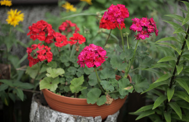 ozdobna brązowa donica z kolorowymi kwiatami w ogrodzie
