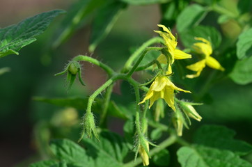 Tomatenblüten