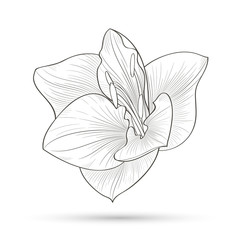 Hand-drawn flower  amaryllis. Element for design. Abstract floral background.
