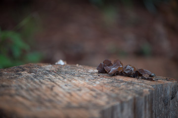 Brown Leaves on top of Log
