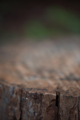 Fototapeta premium Top of Sliced Log Blurred