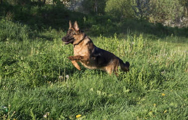 German shepherd runs in the summer park