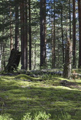 Summer forest in a midland of Europe