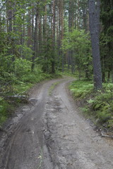 Road in the summer wood