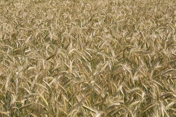 Golden wheat field background