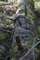 Fototapeta na wymiar Dry tree in the summer wood