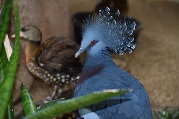 Victoria Crowned Pigeon