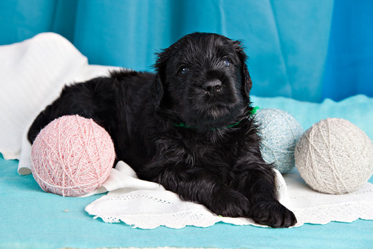 Puppy breed Black Russian Terrier with blue eyes  on a blue background and balls of thread