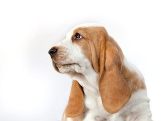  Basset Hound puppy portrait on a white background in profife