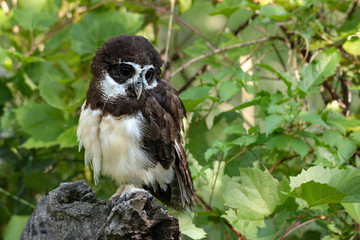 Spectacled owl is a rare endangered owl from South America