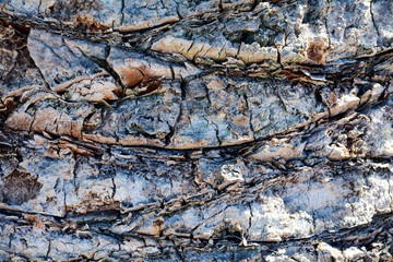 Palma tree trunk, abstract background