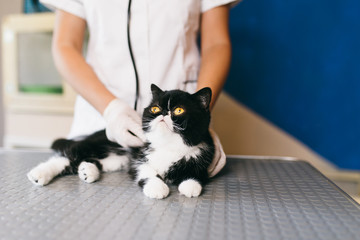 Beautiful exotic shorthair cat at veterinary. Veterinarian examining cat.