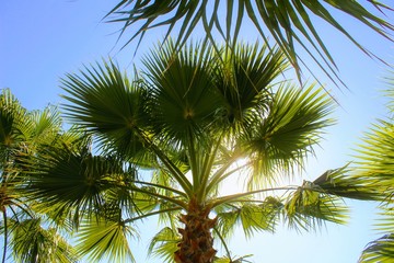 Fototapeta premium Tropical vegetation in the park of the 100th anniversary of Ataturk (Alanya, Turkey).