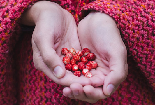 Woman's hands holding tasty wild strawberries