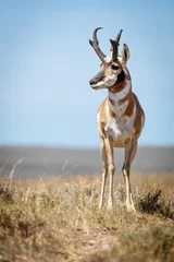 Foto op Plexiglas Male pronghorn antelope © jenslphotography