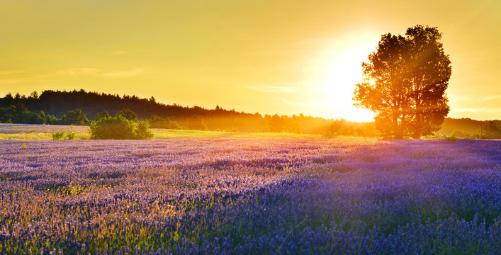 Fototapeta Lavender field at sunrise