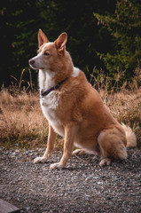 Naklejka premium Beutiful red hair dog.