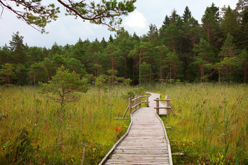 path in baltic forest