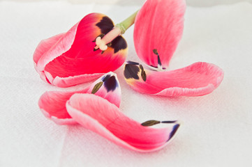 Petals of the pink tulip.