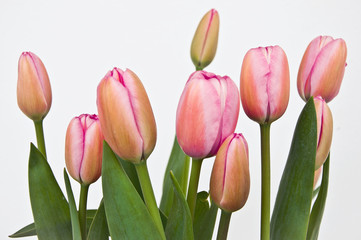 Pink tulips
