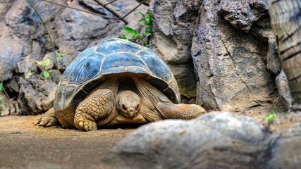 Eine alte Schildkröte.