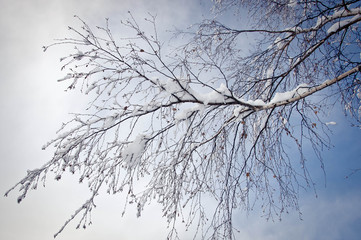 Fototapeta na wymiar Winter sky and branches.